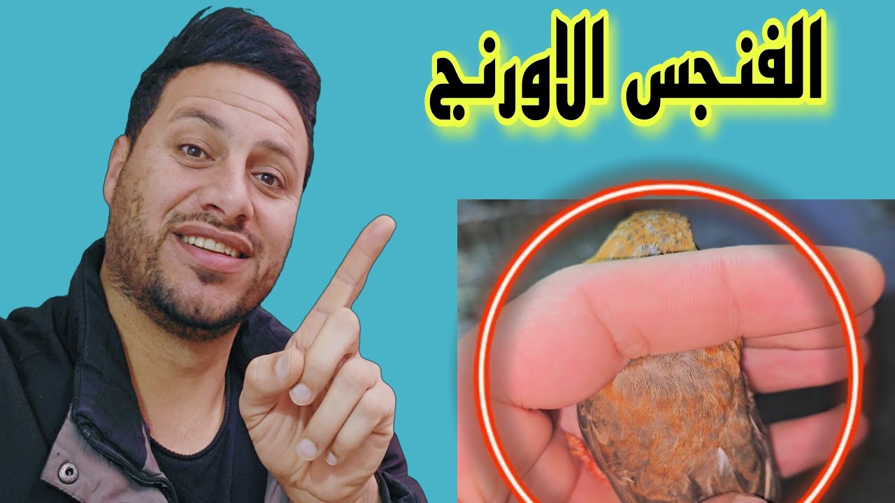 الفنجس الاورنج 😱الفرق بين الصدر البرتغالي والنصف اورنج في تخطيط الذيل + يوميات المحميه