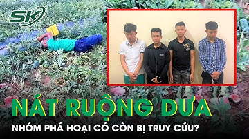 Vụ Phá Nát Ruộng Dưa Hấu: Lão Nông Tha Thứ, Nhóm Thanh Niên Có Còn Bị Truy Cứu? | SKĐS