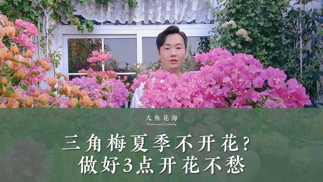 三角梅夏季不开花?做好这3点,开花根本不用愁!Tips: Tips for forcing bougainvillea to bloom in ...