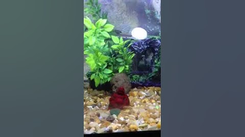 21" Marineland Hidden LED Light System