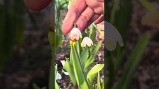 Leucojum Gravetye Giant Variety Of Summer Snowflake In Zone 5B Spring Garden