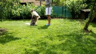 Tricks by Australian Shepherd Aiko vom Aitrachtal - Aussie Tricks Part I. by Aiko Aussie 2,312 views 12 years ago 1 minute, 16 seconds