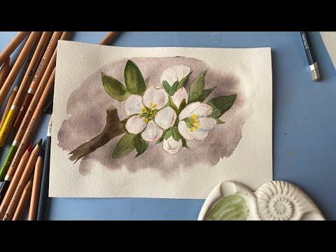 Веточка цветущей яблони. Рисунок акварелью и карандашами - YouTube