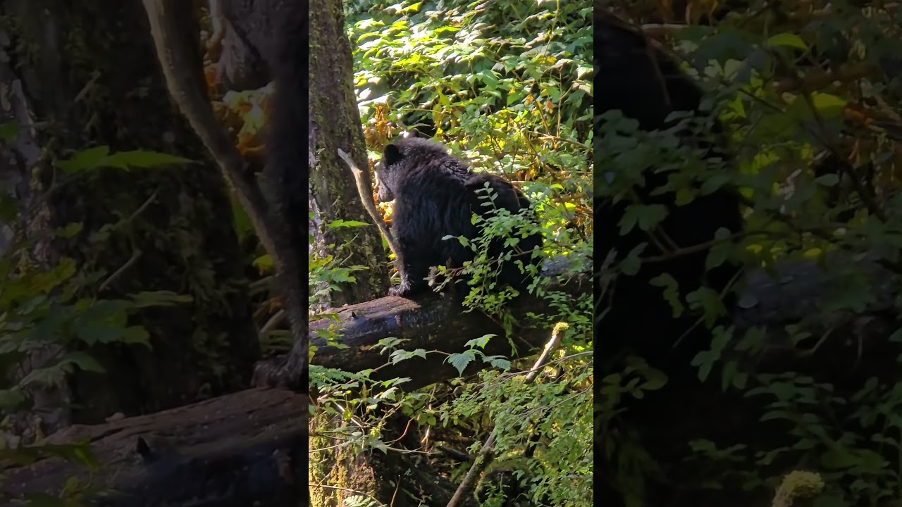 Ketchikan, Alaska - Bear excursion #Viking cruise