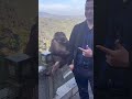 Обезьяна расстроилась что не может напугать мужчину Xing Monkey Asia обезьяна азия синсин Обезьяна расстроилась что не может напугать мужчину Xing Monkey Asia обезьяна азия синсин