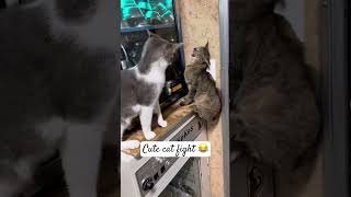 Cute cat fight cute cat catfight