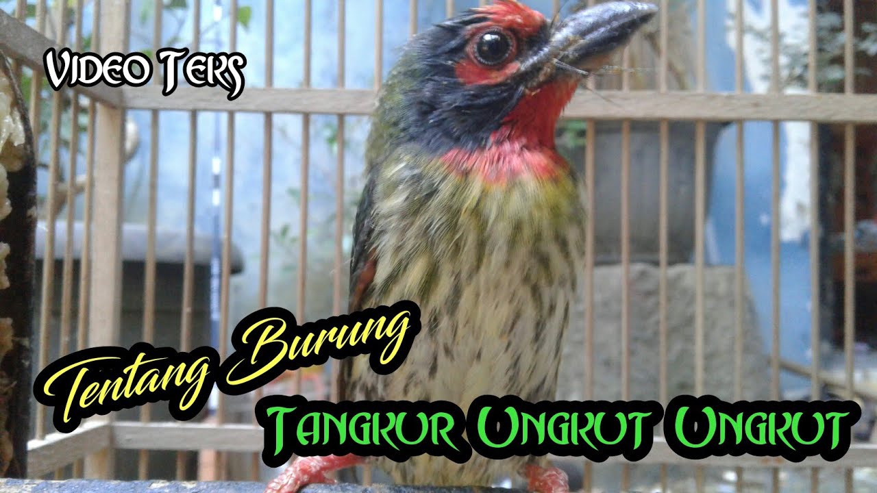 Tentang Burung Takur Ungkut Ungkut 
