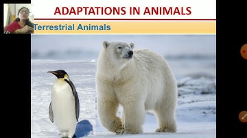 class 4 gsc ch 8 adaptations in animals revision part 1 7 dec 2020