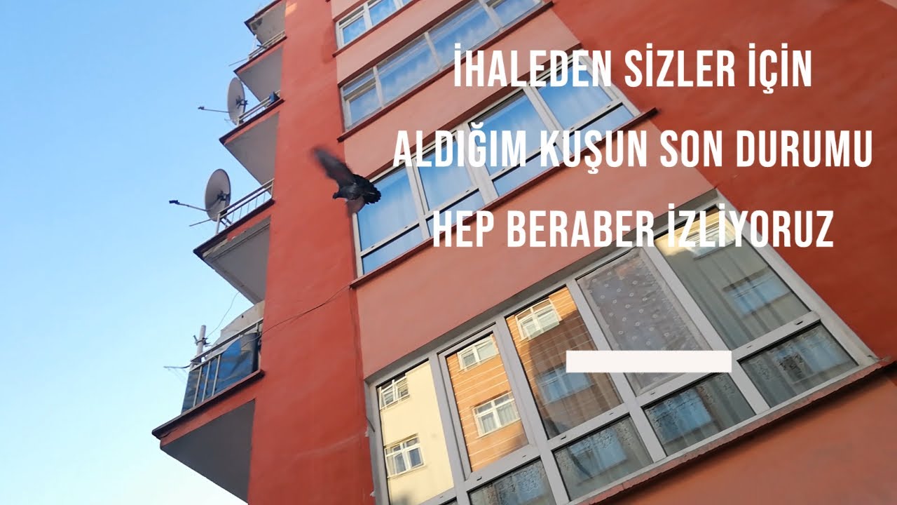 İhaleden Hazır Diye Aldığım Güvercinin Son hali