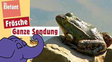 Kann ein Frosch aus dem Wasser springen?