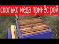 Отбор товарного мёда 21 июля 2020 и сокращение гнезда пчел