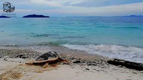 Hawksbill Sea Turtle returns to the sea - Tengah Island Conservation