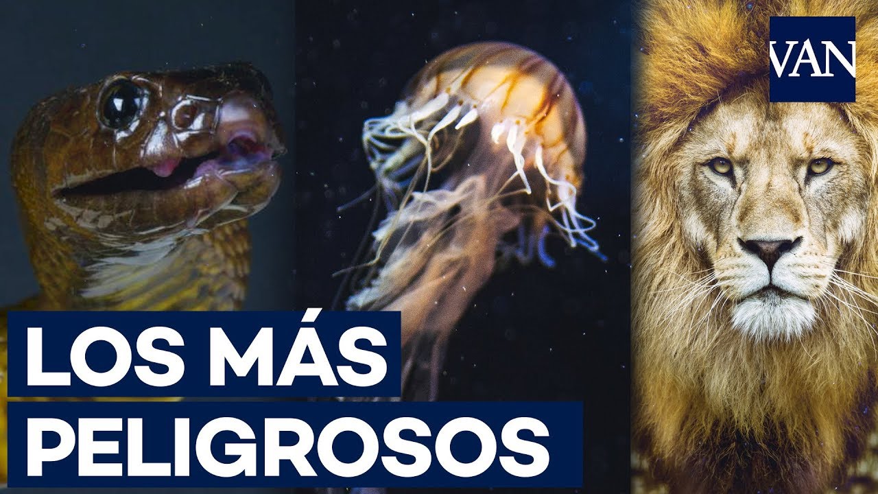 Cual es el animal mas peligroso del mundo