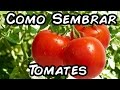 Como Sembrar Tomates Con Exito, Del Semillero Al Trasplante