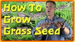 How To Grow Grass Seed - The Basics