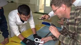 Examination of P. kaufmanni, small narrow snout (dwarf) form №1347. Nukus Balyk hatchery. 04.04.2026