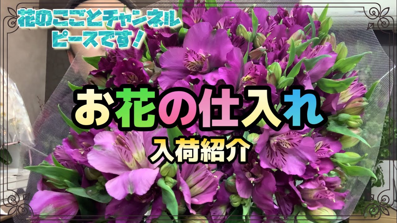 【花屋】今回の入荷紹介！卒業式に使う花材メインに色々仕入れました！ふわふわミモザもあるよ！#694