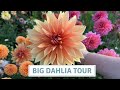 Big dahlia tour 2023  supersized dahlias