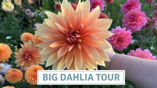 Big Dahlia Tour 2023 / Supersized Dahlias