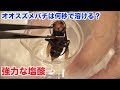 【実験】塩酸にオオスズメバチを入れたら何秒で溶けるの？