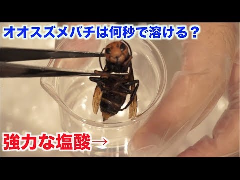 【実験】塩酸にオオスズメバチを入れたら何秒で溶けるの？
