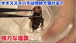 【実験】塩酸にオオスズメバチを入れたら何秒で溶けるの？