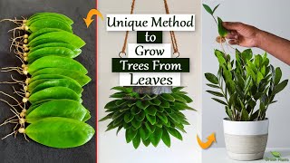 Unique & Success Method to Growing Plants From Leaves | Air Purifying Plants for Home//GREEN PLANTS