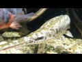 Пятнистый панцирник (lepisosteus oculatus). Spotted gar. (18.05.2017)