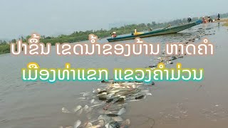 ปลาขึ้น ที่บ้านหาดคำ เมืองท่าแขก แขวงคำม่วน สปปลาว [ ປາຂຶ້ນ ທີ່ບ້ານຫາກຄຳ ເມືອງທ່າແຂກ ແຂວງຄໍາມ່ວນ ]