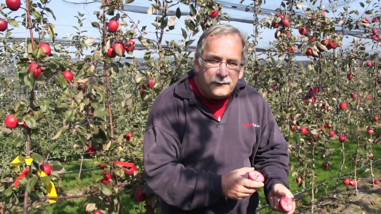Apple breeding part 5 of 10 The seeds of breeding YouTube