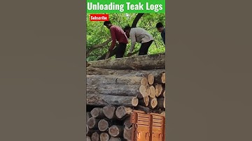 unloading teak Logs #shorts