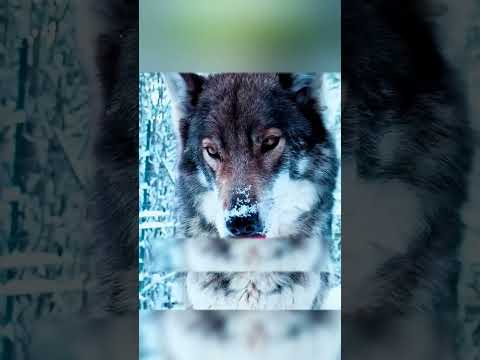 МУЖЧИНА СПАС ЩЕНОЧКА ИЗ ПОД ЗАВАЛА🙏