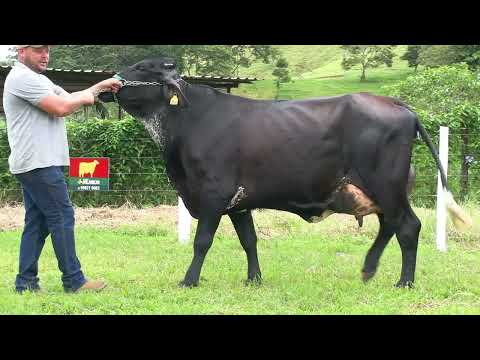 LOTE 6 • LEILÃO GIROLANDO VILAREJO • DIA 22 DE MARÇO 14HS REMATEWEB • 2829CA