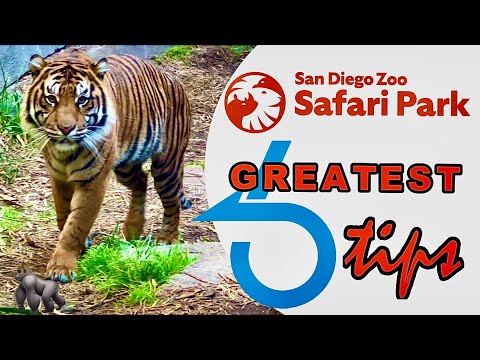 Video: Wo ist der San Diego Zoo?