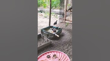 Burung Ruak Ruak Mandi Menjelang Malam Hari.
