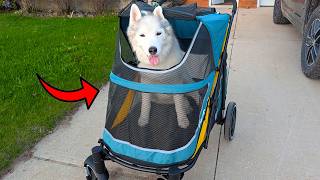 Is this the BEST Dog Stroller Your Can Buy?