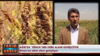 Ağrı'da ''kinoa''nın ekim alanı genişliyor