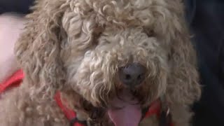 Oregon family reunited with lost dog in Bay Area