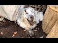 秘密の隠れ家を作ったルンルンです　Great Pyrenees　グレートピレニーズ