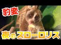 【癒し】夜行性なスローロリスに密着してみた！隠された驚きの本性とは？I tried to stick to the nocturnal slow loris