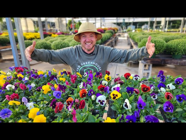 Grow Vibrant Cool-Season Flowers! |Ultimate Pansy and Viola Guide| class=