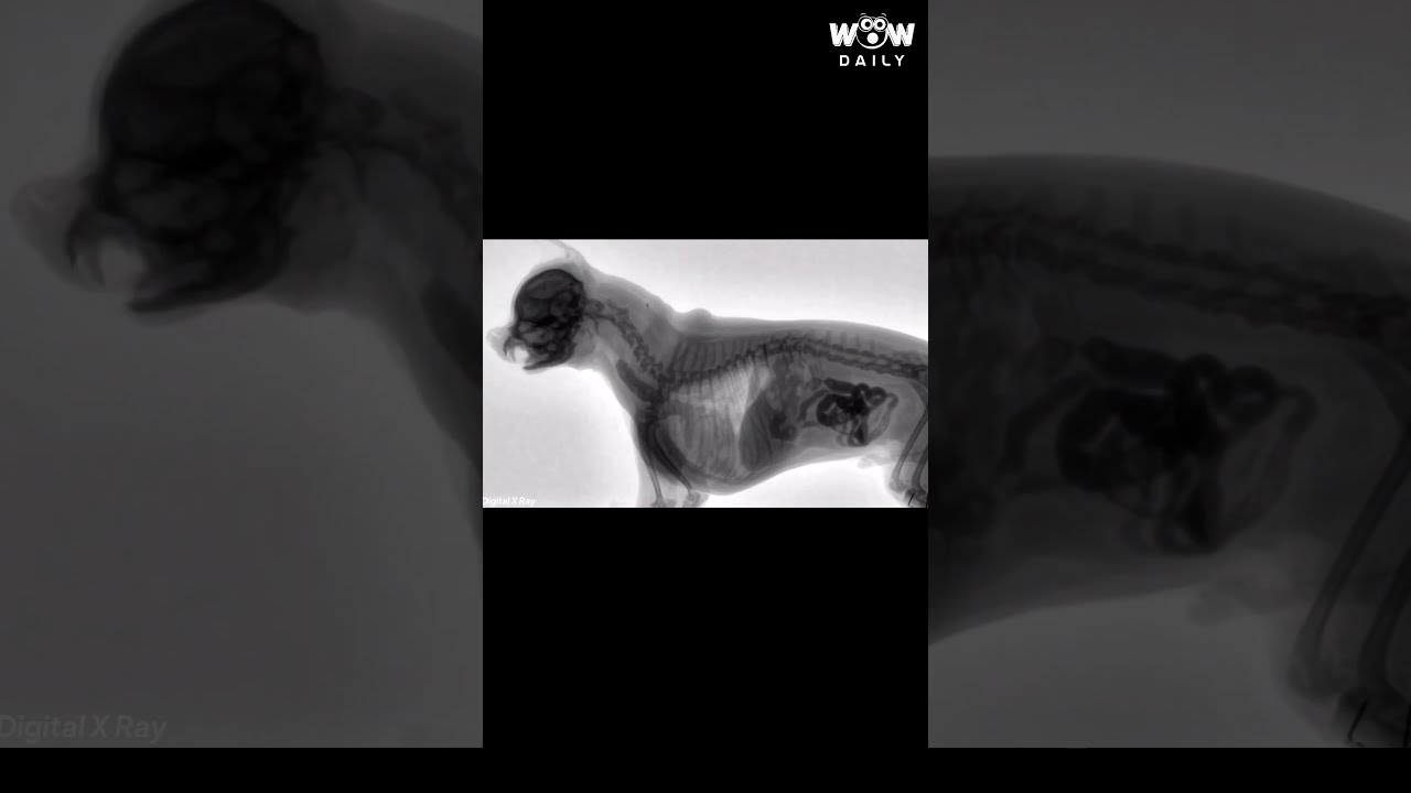 Watch the Swallow! 🦮🌭|| Wow Daily 