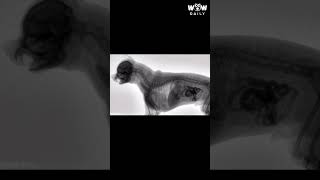 Watch The Swallow Wow Daily