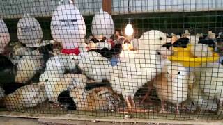 Download lagu WoW Brkunjung Ke Pngusaha Muda Mlihat Desain Prkandangan Peternak Ayam Kung Super Ribuan Ekor WoW Brkunjung Ke Pngusaha Muda Mlihat Desain Prkandangan Peternak Ayam Kung Super Ribuan Ekor