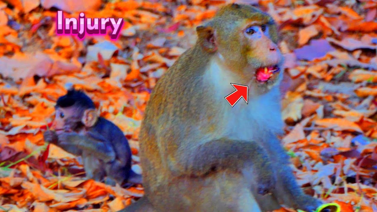 King Monkey Has Injury With His Mouth ! Vānarāḥ-KH - YouTube