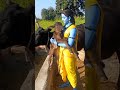 Cow Gaai Instagram Funny Funnysongs Shortsfeed Dhurandhar 