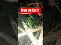 Frog on Earth #ExperienceSharing