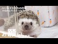 お願い事があるハリネズミ A hedgehog with a wish
