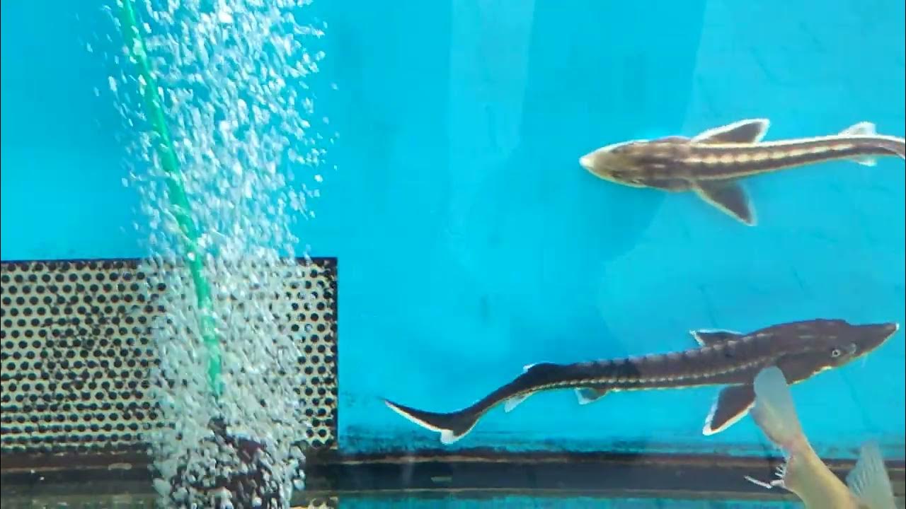 Poissons faciles à vivre pour aquarium réussi. YouTube