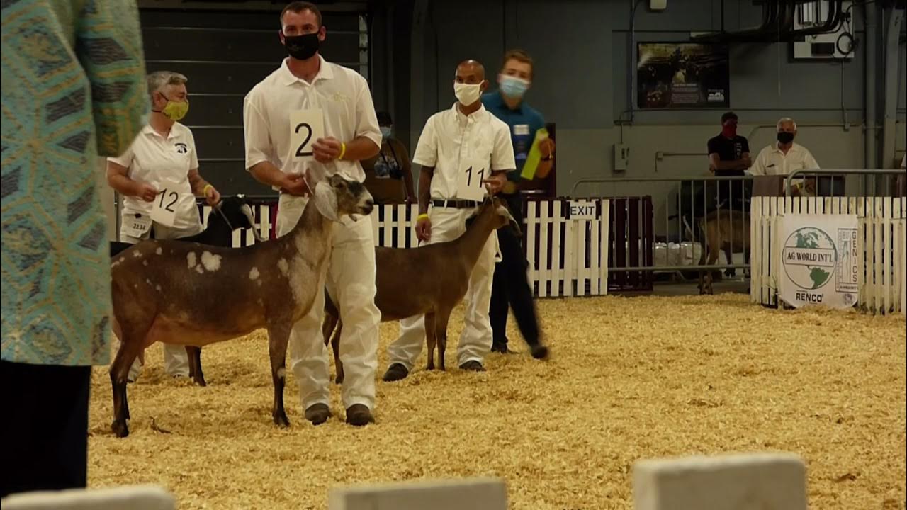 ADGA National Show 2021 Yearling Nubians YouTube